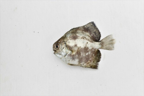 Panama spadefish (Parapsettus panamensis) — Ephippidae — 2