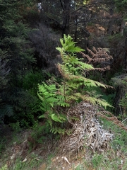 Hypolepis dicksonioides