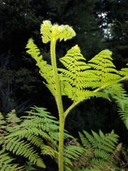 Hypolepis dicksonioides