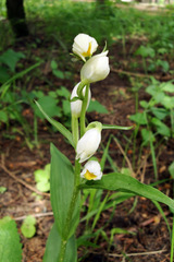 Cephalanthera