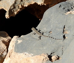 Pristurus celerrimus