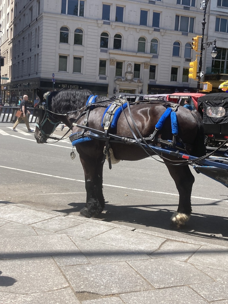 Domestic Horse from Central Park, New York, NY, US on May 25, 2023 at ...