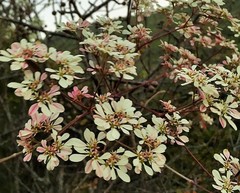 Euphorbia leucocephala