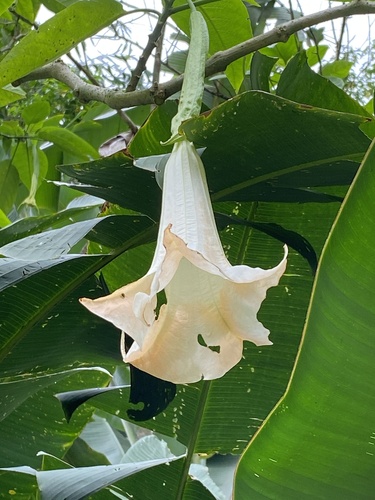 Brugmansia arborea image