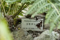 Woodwardia orientalis