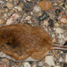 Canyon Mouse - Photo (c) Steven Mlodinow, some rights reserved (CC BY-NC), uploaded by Steven Mlodinow