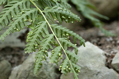 Woodwardia orientalis