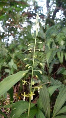 Cephalantheropsis obcordata