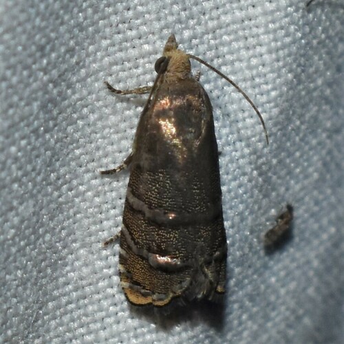 Eastern Pine Seedworm Moth photo 5