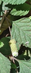 author not stated, no rights reserved Lippia dulcis, photograph author not stated, no rights reserved