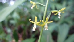 Cephalantheropsis obcordata