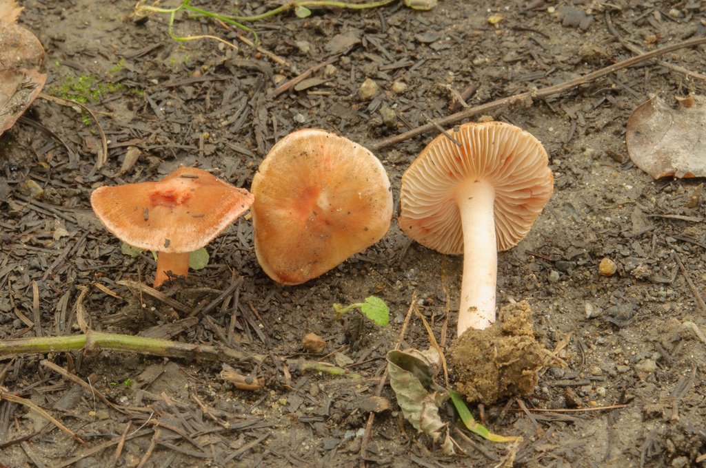 Inocybe godeyi