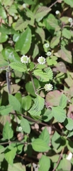 author not stated, no rights reserved Lippia dulcis, photograph author not stated, no rights reserved