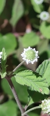 Lippia dulcis, photograph author not stated, no rights reserved