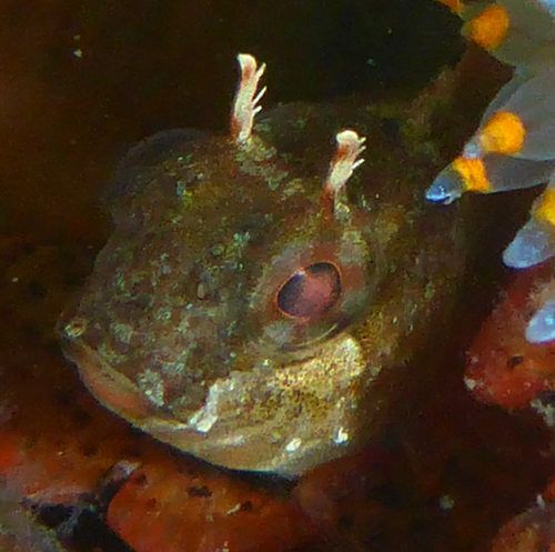 Bay Blenny