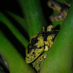 Abronia taeniata