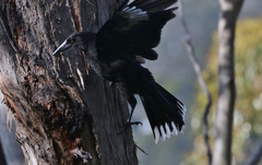 Strepera versicolor arguta