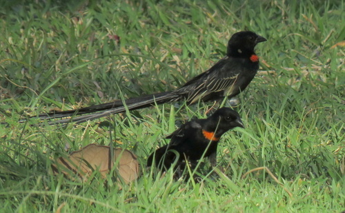 Red-collared Widowbird