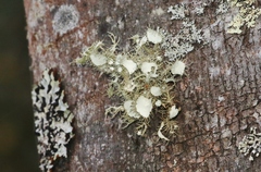 Usnea molliuscula