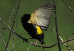 Euplectes capensis approximans