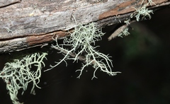 Usnea oncodes