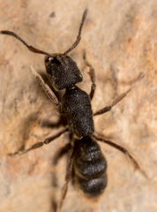 Pseudoneoponera rufipes