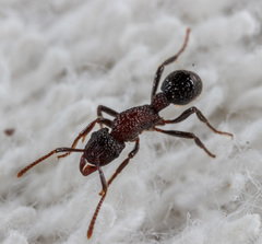 Stictoponera bicolor
