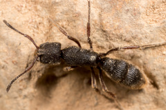 Pseudoneoponera rufipes