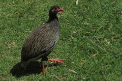 Pternistis afer castaneiventer