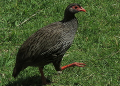 Pternistis afer castaneiventer