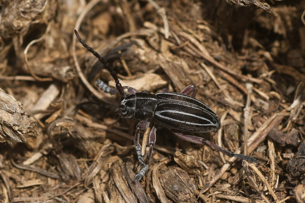 Dorcadion veluchense