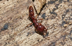 Amblyopone australis