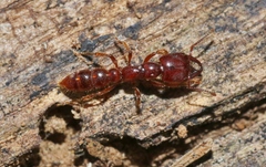 Amblyopone australis