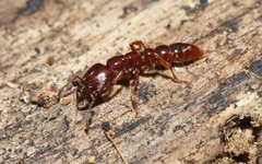 Amblyopone australis