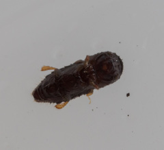 Xyleborinus andrewesi