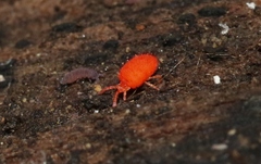 Microtrombidiidae