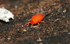 Microtrombidiidae