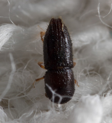 Xyleborinus andrewesi