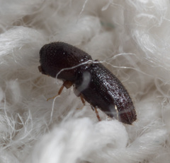 Xyleborinus andrewesi