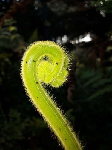 Hypolepis dicksonioides