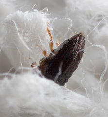 Xyleborinus andrewesi