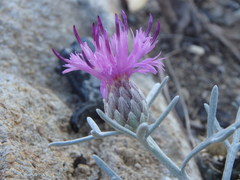Centaurea akamantis