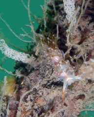 Coryphella cooperi