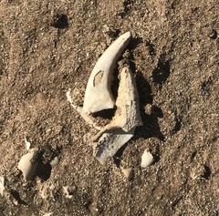 Geograpsus severnsi