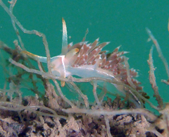 Coryphella cooperi