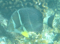 Acanthurus guttatus
