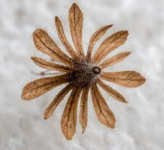 Homalium cochinchinense