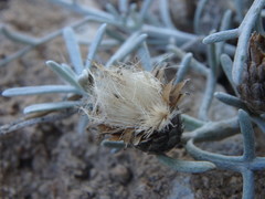 Centaurea akamantis