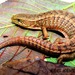 Imbricate Alligator Lizard - Photo (c) Karl Hawkman Drakulfeith, some rights reserved (CC BY-NC), uploaded by Karl Hawkman Drakulfeith