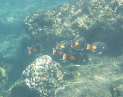 Acanthurus achilles